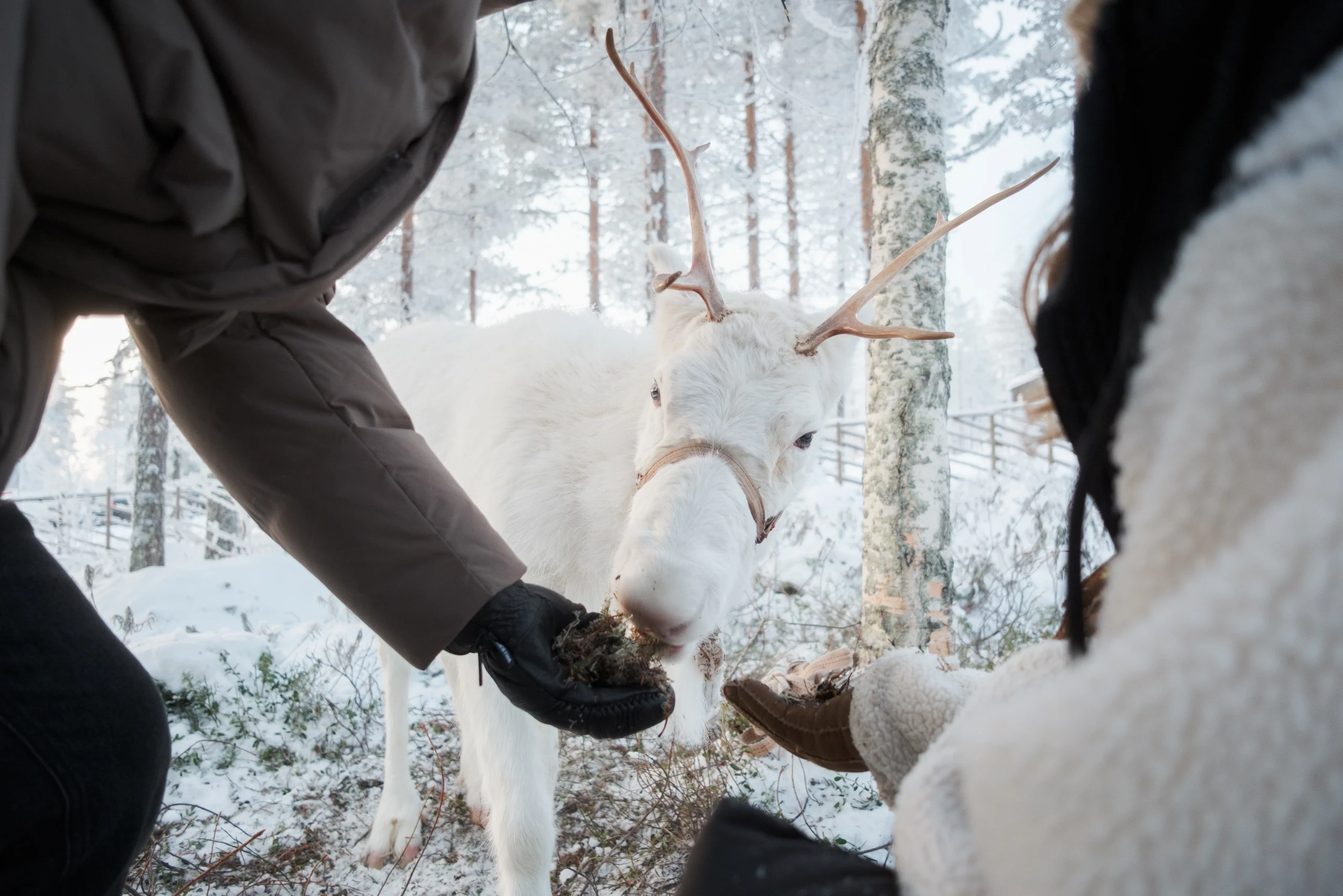 Reindeers onsite at Halo Igloos